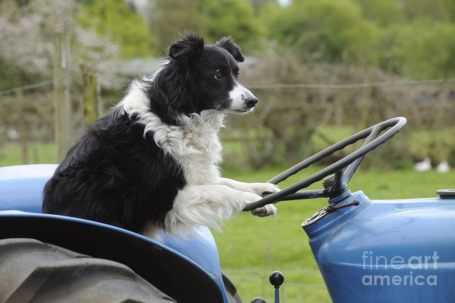 border collie driving